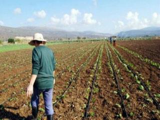 Τότε, επισημαινόταν ότι για πρώτη φορά σε όλον τον κόσμο επιβλήθηκε η ανάδειξη των διοικήσεων και των αντιπροσώπων των αγροτικών συνεταιριστικών οργανώσεων με τη μέθοδο των… παραταξιακών συνδυασμών, αφού οι αγρότες μας υποχρεώθηκαν να ψηφίζουν συνδυασμούς που καταρτίζονταν με καθαρά κομματικές σκοπιμότητες.