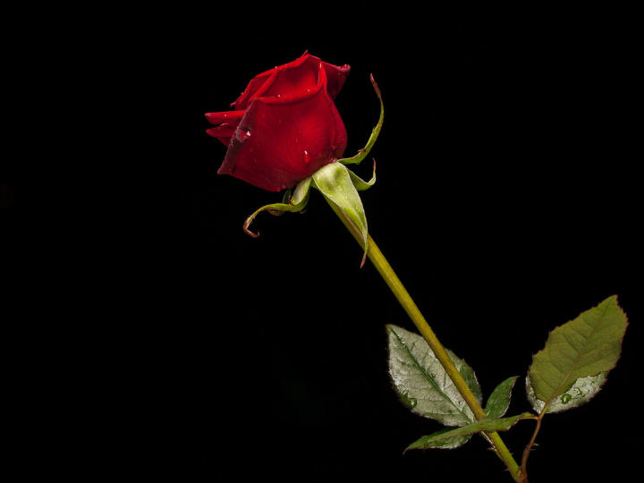 Ωστόσο, αναμφίβολα η σημειολογία του αυθόρμητου και εμβληματικού, κυρίαρχου μηνύματος-αιτήματος των ημερών του Νοεμβρίου 1973 διατηρεί νοηματικά τη σταθερή ιδέα διεκδικήσεων για μια καλύτερη ζωή, για έναν πιο δίκαιο κόσμο και για κοινωνική ειρήνη απαραίτητη ώστε να βρίσκει κάθε πολίτης τον “χώρο” αναπνοής των δικαιωμάτων του.