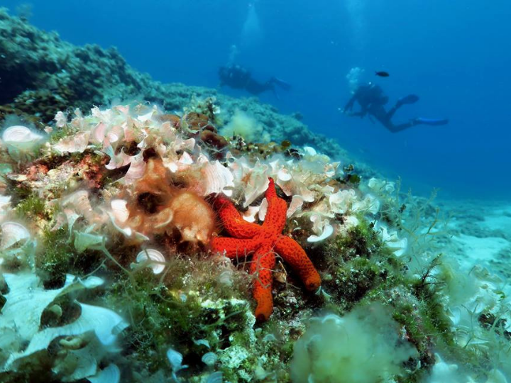 Μια ακόμα σημαντική λειτουργία του θαλάσσιου περιβάλλοντος είναι η συμβολή του στη ρύθμιση του κλίματος.