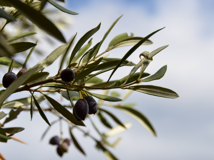 «Η κρίση της COVID-19 κατέδειξε πόσο ευάλωτους μας καθιστά η όλο και μεγαλύτερη απώλεια της βιοποικιλότητας και πόσο σημαντική είναι η εύρυθμη λειτουργία του συστήματος τροφίμων για την κοινωνία μας.»