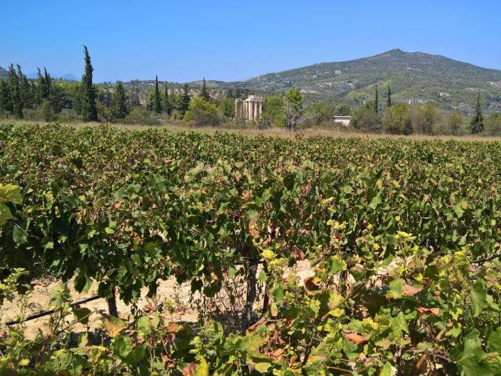 Οινοτουρισμός. Μία ώρα από την Αθήνα, δίπλα σε άκρως τουριστικές περιοχές όπως είναι το Λουτράκι, η Κόρινθος, οι Μυκήνες, το Ναύπλιο, η Νεμέα, κατάφερε την τελευταία δεκαετία να γεμίσει από όμορφα οινοποιεία και από πολλούς Έλληνες και ξένους επισκέπτες.