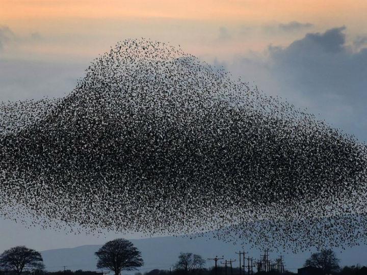 «Ο ανίσχυρος θεατής που μπορεί μόνον να παρατηρεί και πατά αμετακίνητα στη Γη, αιωρείται μεταξύ θαυμασμού και απορίας.»