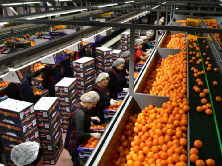 Από το δείγμα της έρευνας της New Times, οι 453 βιομηχανικές επιχειρήσεις -ποσοστό 75,88%- βρέθηκαν στη «φωτεινή πλευρά του φεγγαριού» εμφανίζοντας κέρδη. Αντιθέτως 144 επιχειρήσεις (ποσοστό 24,12%) παρουσίασαν ζημιές.