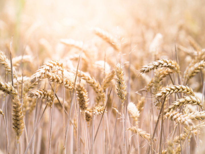 Εξαιτίας του πολέμου διεθνώς οι τιμές στο σιτάρι αυξήθηκαν στα 357,68 ευρώ τον τόνο (αύξηση 80%), της ζάχαρης στα 372,52 ευρώ (αύξηση 25%), στο βαμβάκι 2404, 54 ευρώ ανά τόνο (αύξηση 50%), στο καλαμπόκι 261,64 ευρώ (αύξηση 44%) κ.ο.κ.